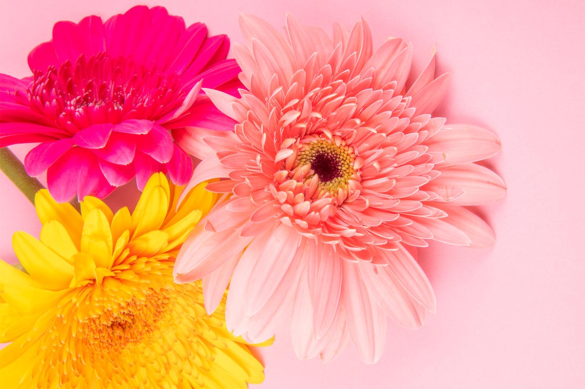 El lenguaje secreto de las flores y sus colores