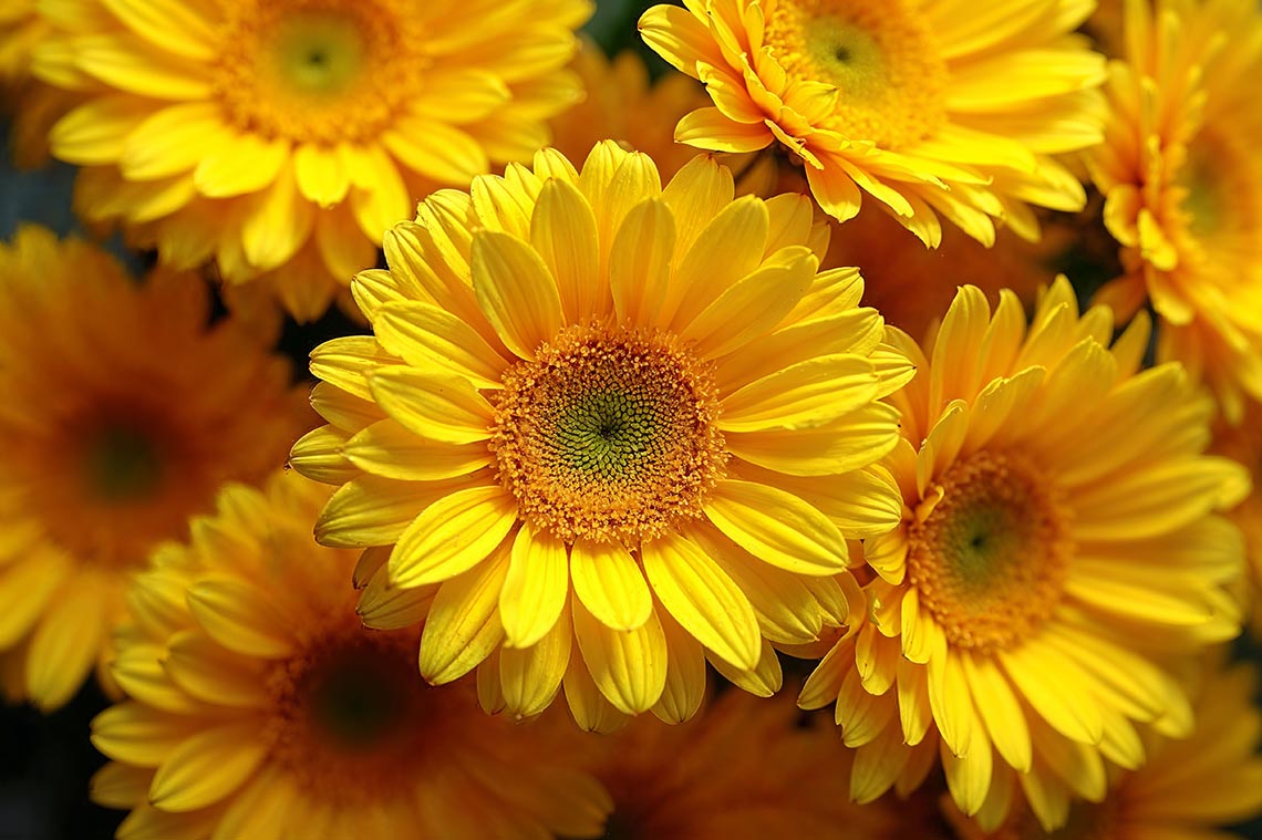 ¿Por qué se regalan flores amarillas en Marzo  y Septiembre?